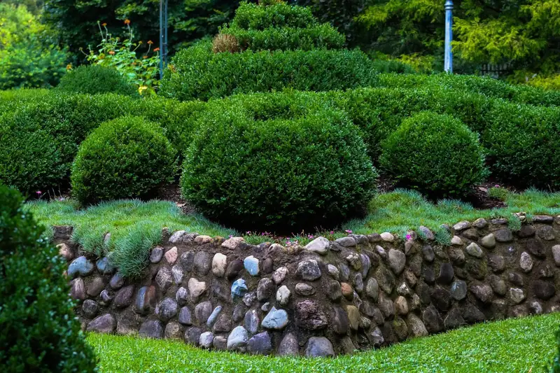 Neatly shaped boxwood shrubs above a fieldstone retaining wall