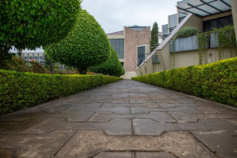 Hedge-lined walkway at a commercial building