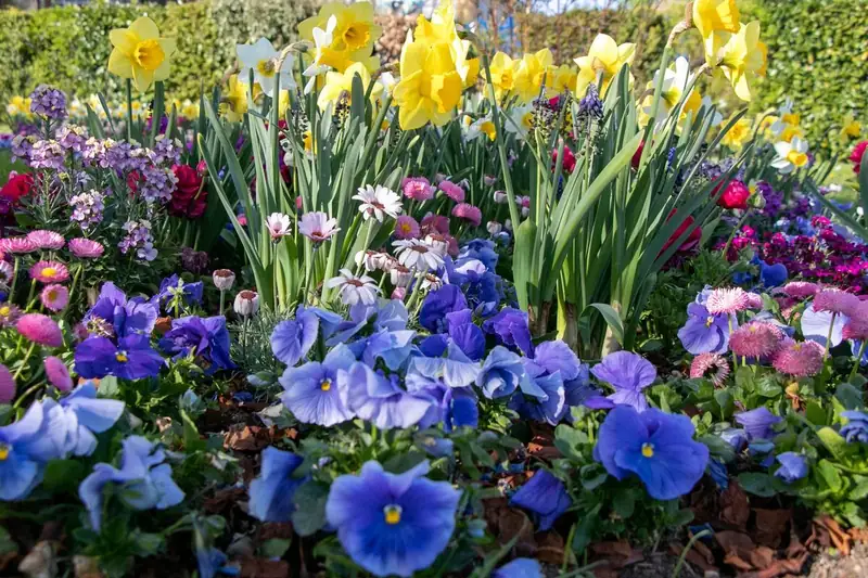 Colorful seasonal pansies and spring flowers